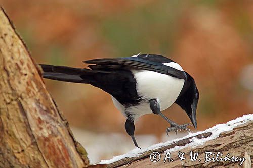 sroka, Pica pica, European Magpie, Common Magpie