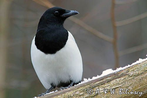 sroka, Pica pica, European Magpie, Common Magpie