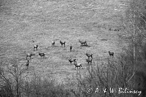 jeleń szlachetny, europejski, Cervus elaphus elaphus jeleń karpacki, chmara kawalerów, stado kawalerów