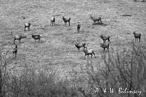 jeleń szlachetny, europejski, Cervus elaphus elaphus jeleń karpacki, chmara kawalerów, stado kawalerów