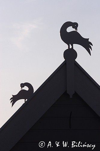 ptaki na dachu w Stavenisse, Holandia