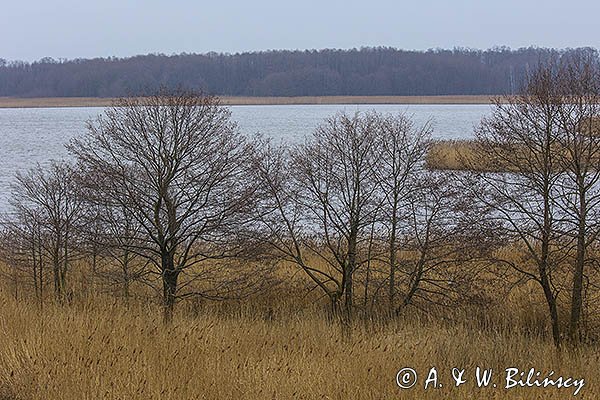 Rezerwat przyrody Stawy Milickie, Kompleks Stawno, staw Grabownica