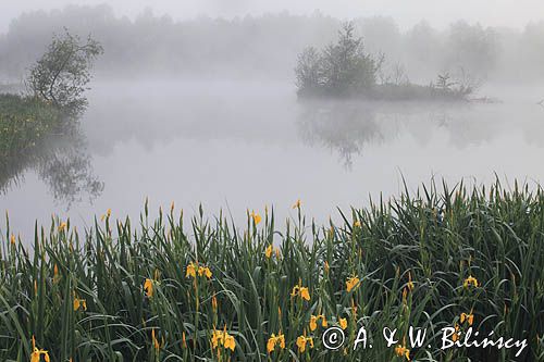 Temeszów, świt nad stawami nad Sanem, Pogórze Dynowskie