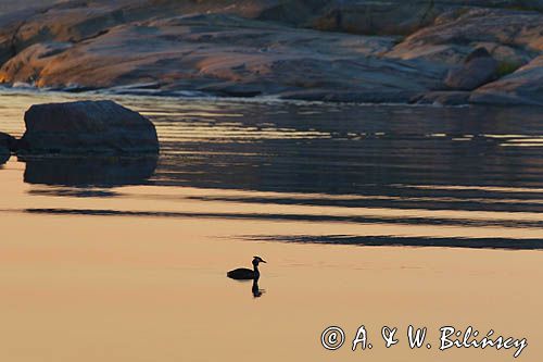 Zachód słońca, Stenskar, Archipelag Turku, Finlandia, Perkoz dwuczuby Podiceps cristatus