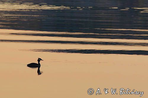 Zachód słońca, Stenskar, Archipelag Turku, Finlandia, Perkoz dwuczuby Podiceps cristatus