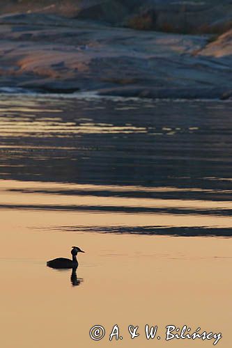 Zachód słońca, Stenskar, Archipelag Turku, Finlandia, Perkoz dwuczuby Podiceps cristatus