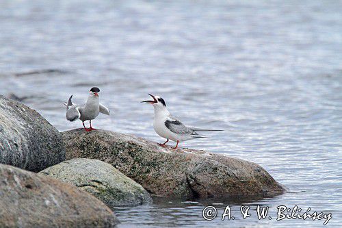 Rybitwa rzeczna, rybitwa zwyczajna, Sterna hirundo