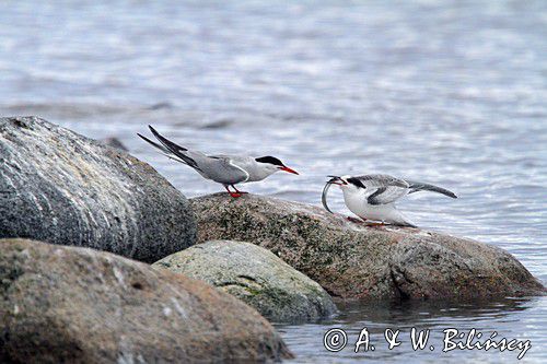 Rybitwa rzeczna, rybitwa zwyczajna, Sterna hirundo