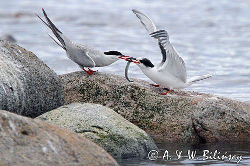 Rybitwa rzeczna Sterna hirundo Common tern fot. A.& W. Bilińscy Bank zdjęć