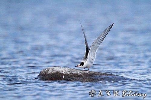 Rybitwa rzeczna, rybitwa zwyczajna, Sterna hirundo