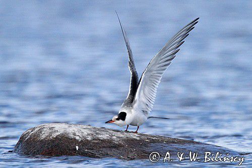 Rybitwa rzeczna, rybitwa zwyczajna, Sterna hirundo