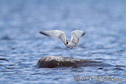 Rybitwa rzeczna, rybitwa zwyczajna, Sterna hirundo