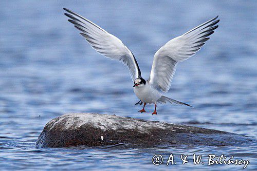 Rybitwa rzeczna Sterna hirundo Common tern fot. A.& W. Bilińscy Bank zdjęć