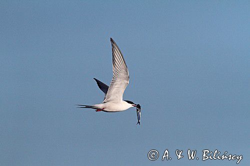 Rybitwa rzeczna, rybitwa zwyczajna, Sterna hirundo