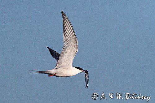 Rybitwa rzeczna, rybitwa zwyczajna, Sterna hirundo