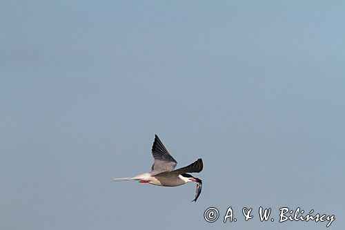 Rybitwa rzeczna, rybitwa zwyczajna, Sterna hirundo