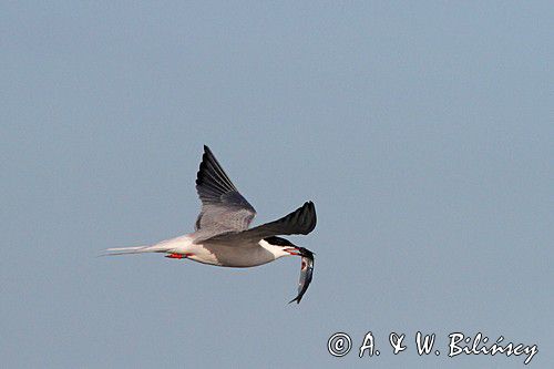 Rybitwa rzeczna, rybitwa zwyczajna, Sterna hirundo