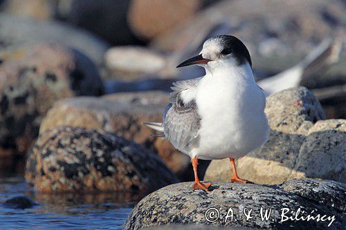 Rybitwa rzeczna, rybitwa zwyczajna, Sterna hirundo