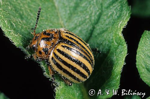 Stonka ziemniaczana łąć: Leptinotarsa decemlineata)