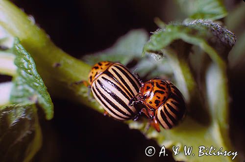 Stonka ziemniaczana łąć: Leptinotarsa decemlineata)