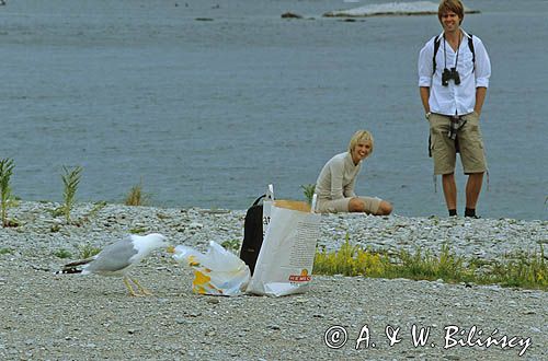 Plaża na Stora Karlso, Gotland, Gotlandia