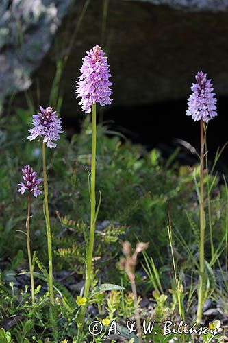 Storczyk, Kukułka Fuchsa, Dactylorhiza fuchsii, Isokari, Finlandia