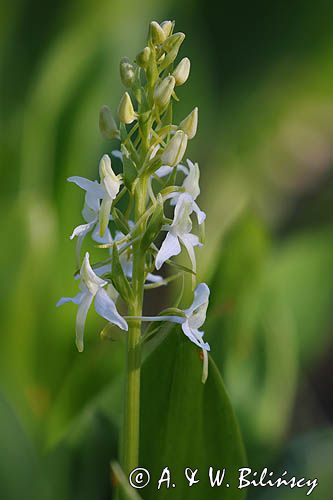 Storczyk, Podkolann biały, Plantathera bifolia, Isokari, Finlandia