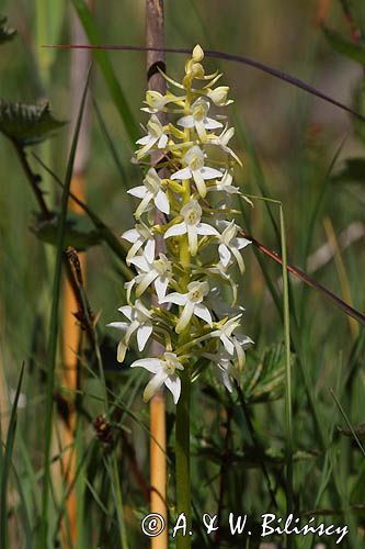 Storczyk, Podkolann biały, Plantathera bifolia, Isokari, Finlandia