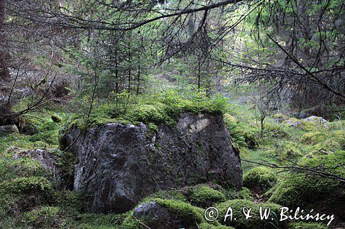 w lesie, wyspa Storjungfrun, Szwecja, Zatoka Botnicka