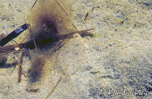 stornia Platichthys flesus