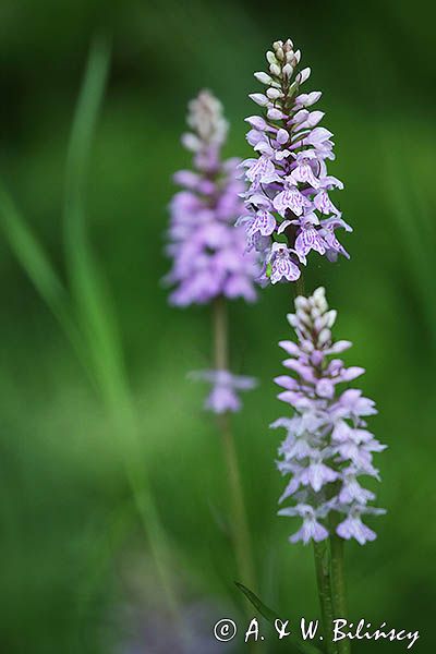 Kukułka plamista, storczyk plamisty, stoplamek plamisty, Dactylorhiza maculata