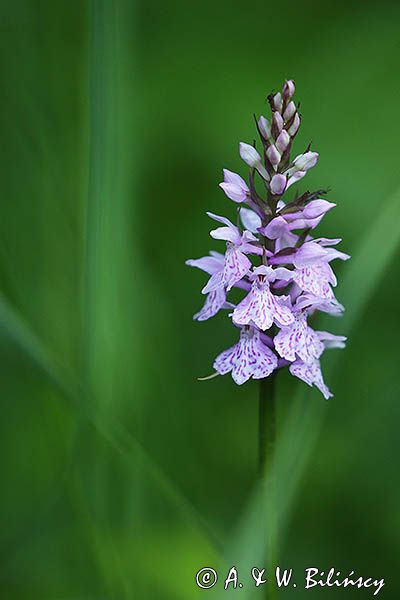 Kukułka plamista, storczyk plamisty, stoplamek plamisty, Dactylorhiza maculata