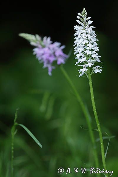 Kukułka plamista, storczyk plamisty, stoplamek plamisty, Dactylorhiza maculata