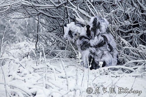 zimowy strój maskujący fotografa przyrody