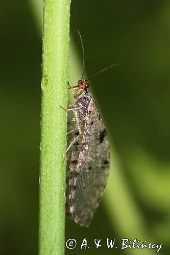 Strumycznik zwyczajny, Osmylus chrysops