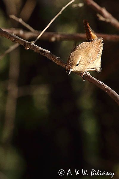 strzyżyk zwyczajny, strzyżyk woleoczko, wole oczko, Troglodytes troglodytes