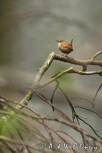 strzyżyk zwyczajny, strzyżyk woleoczko, wole oczko, Troglodytes troglodytes