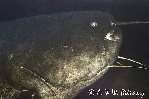 Sum Silurus glanis