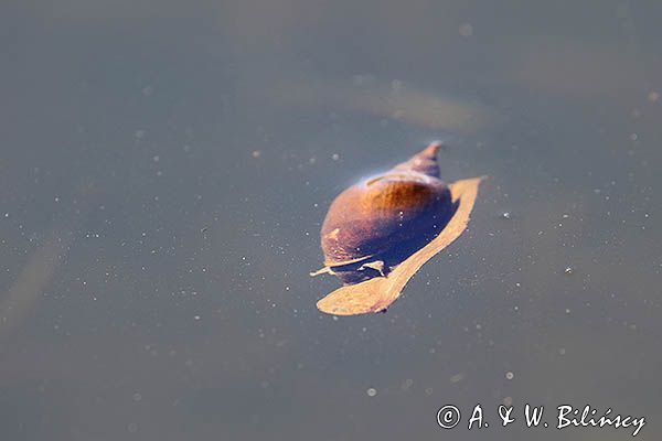 Błotniarka stawowa, Lymnaea stagnalis