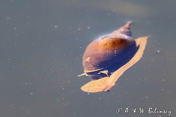 Błotniarka stawowa, Lymnaea stagnalis