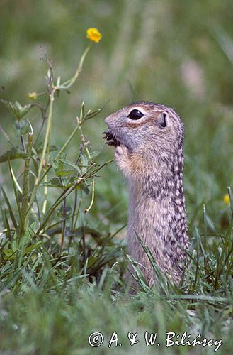 suseł perełkowany, Spermophilus suslicus, Citellus suslicus