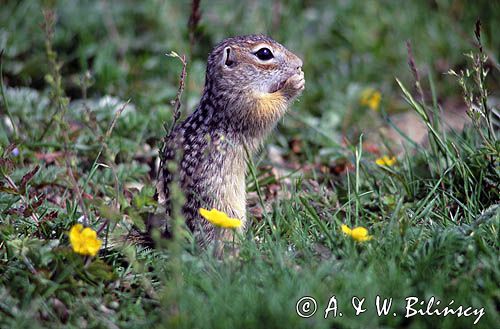 suseł perełkowany, Spermophilus suslicus, Citellus suslicus