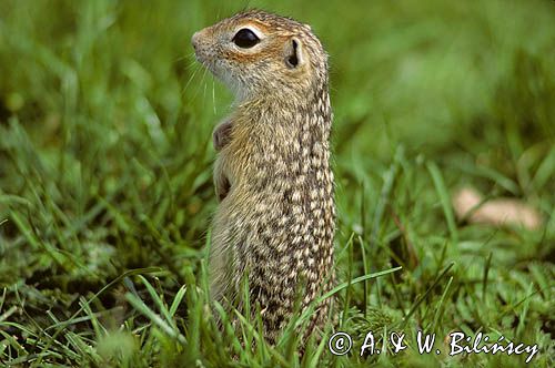 suseł perełkowany, Citellus suslicus, Spermophilus suslicus syn. Citellus suslicus