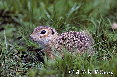 suseł perełkowany, Citellus suslicus, Spermophilus suslicus syn. Citellus suslicus