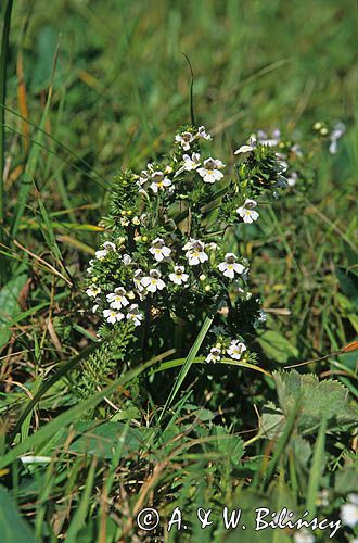 świetlik łąkowy Euphrasia rostkoviana)