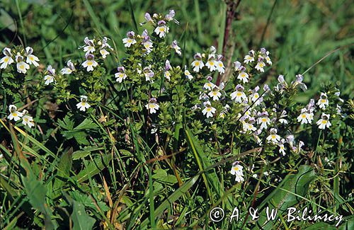 świetlik łąkowy Euphrasia rostkoviana)