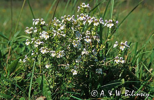 świetlik łąkowy Euphrasia rostkoviana)