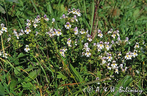 świetlik łąkowy Euphrasia rostkoviana)