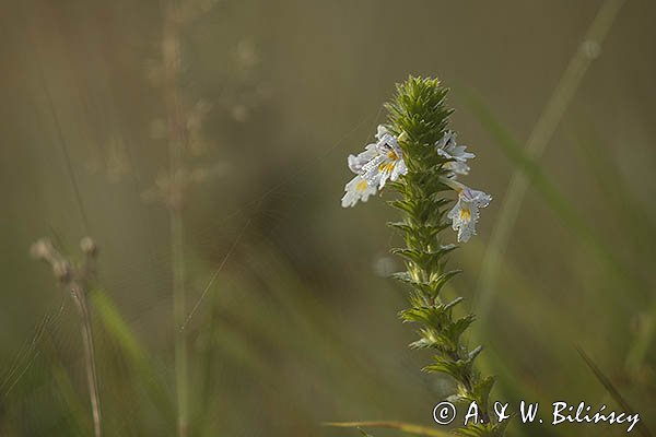 Świetlik łąkowy, Euphrasia rostkoviana Hayne