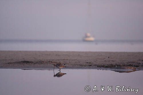 szlamik rdzawy Limosa lapponica na plaży, Świnoujście